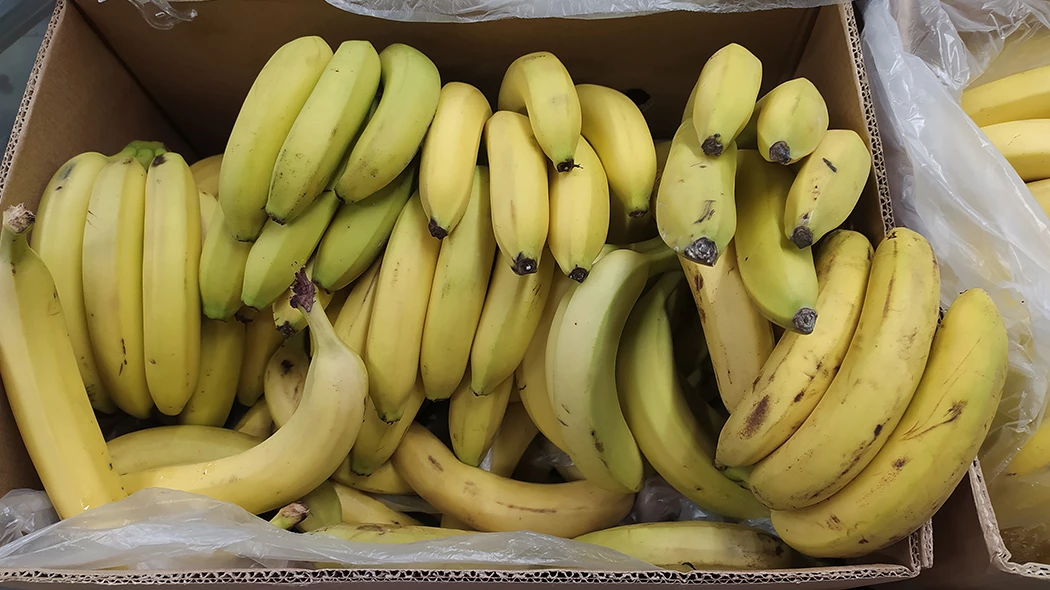 Экспорт бананов в россию. Огромный банан. Эквадор бананы. Бананы в России. Самые большие бананы.