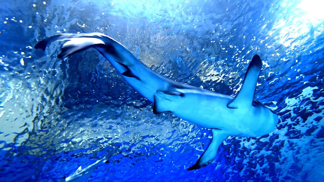 Акулы-людоеды вблизи Сахалина | В когтях у хищника | Дзен